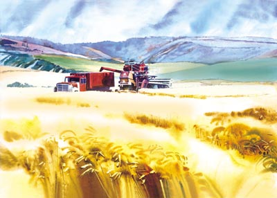 Wheat Harvest